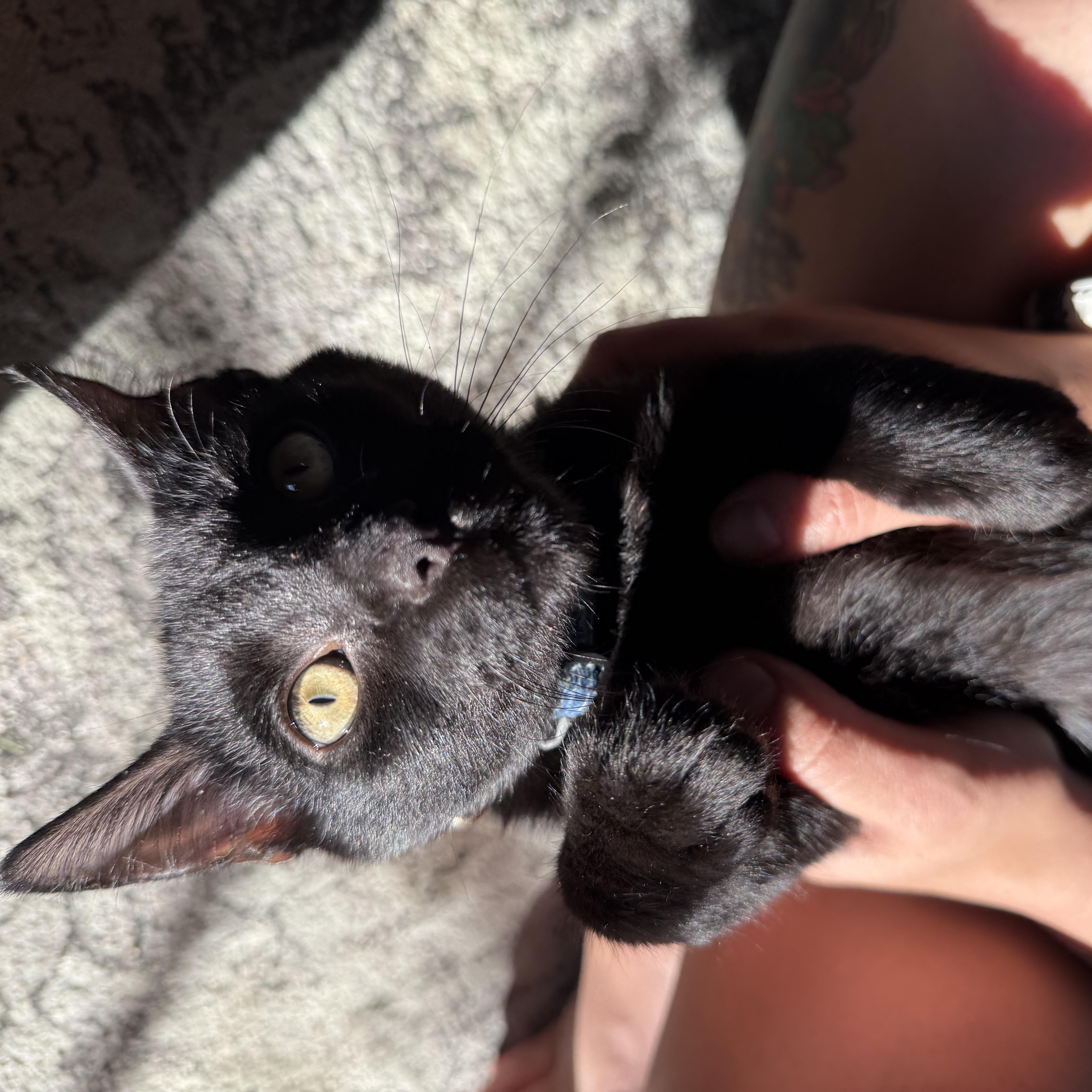 Enlarge McDreamy, a Adoptable Domestic Short Hair in Petersburg, VA image 6/6