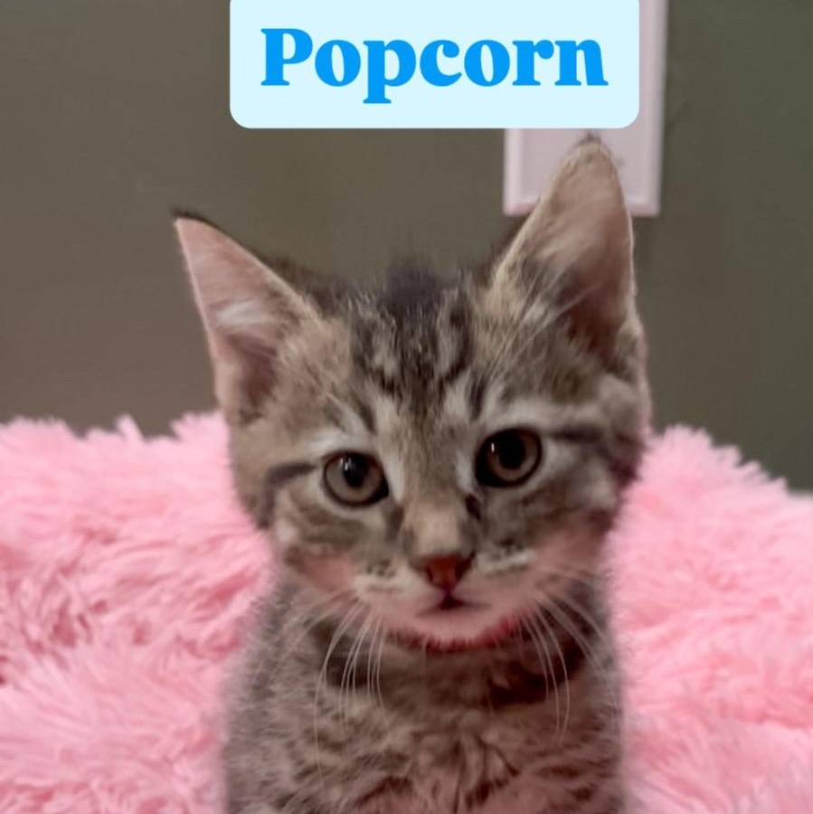 Enlarge Popcorn , a ADOPTABLE Domestic Short Hair in Crown Point, IN image 1/1