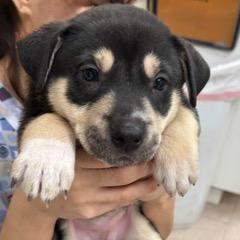 Prancer — thumbnail 3