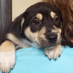 Prancer — thumbnail 6