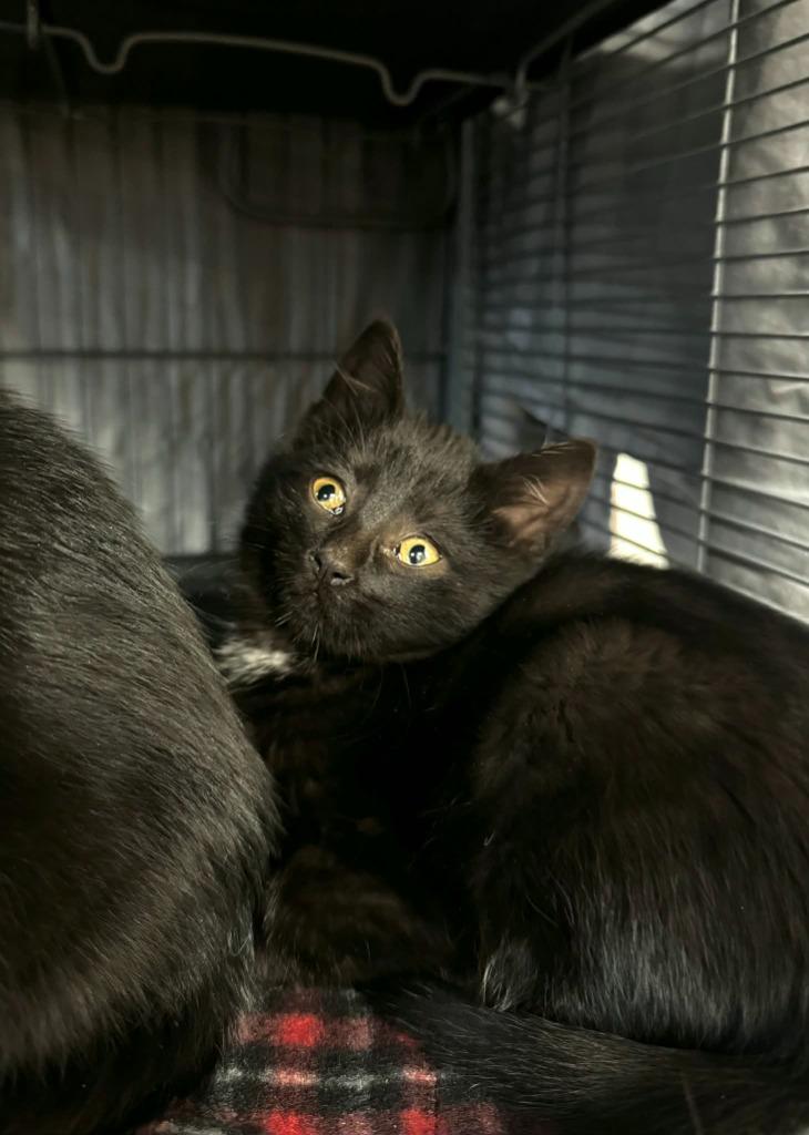 Pumpkin Pie - At Petco, Adoptable, Kitten Female Domestic Short Hair.