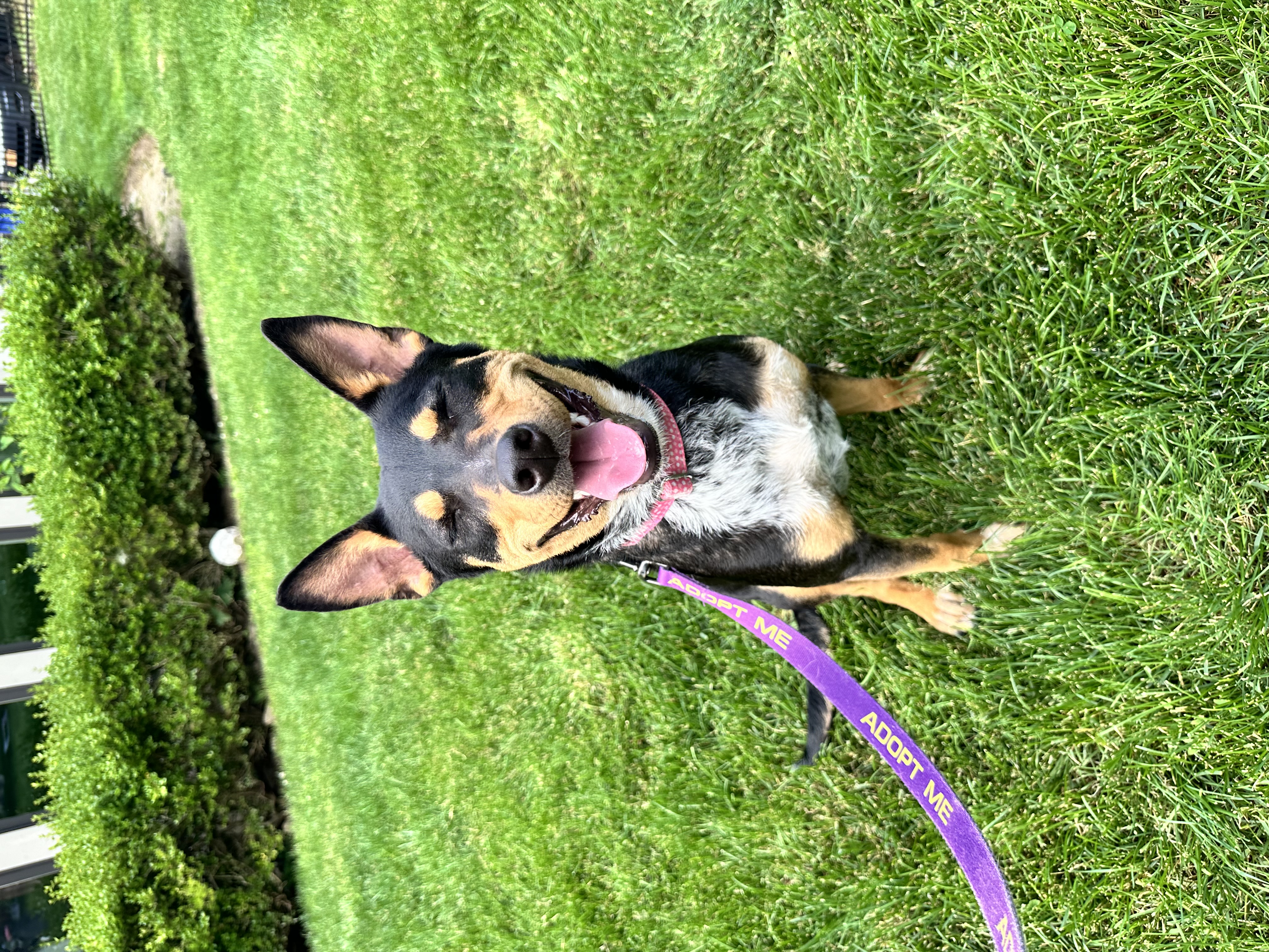 Enlarge Maya, a Adoptable mixed breed in New Rochelle, NY image 4/6