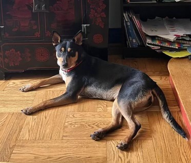 Enlarge Maya, a Adoptable mixed breed in New Rochelle, NY image 6/6