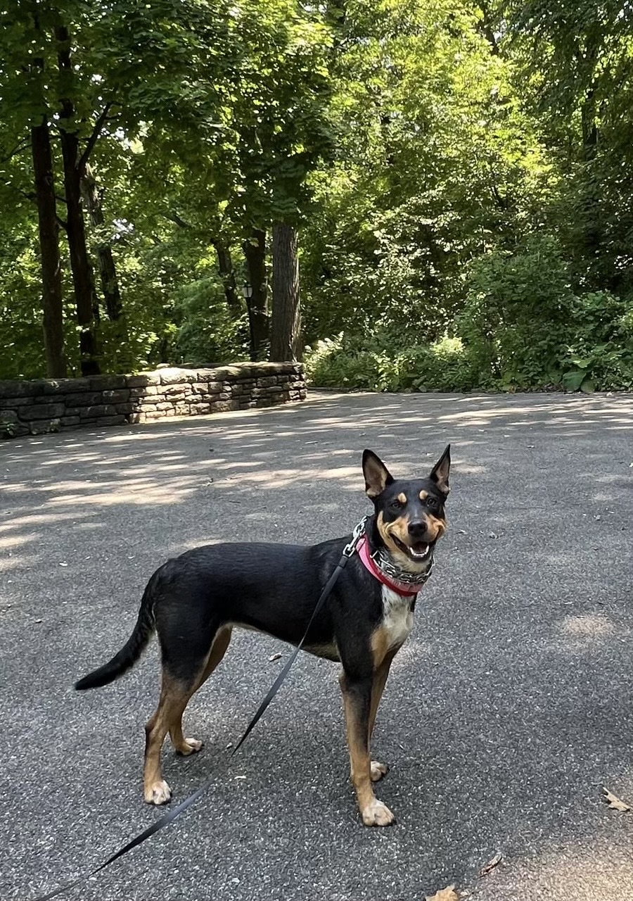 Enlarge Maya, a Adoptable mixed breed in New Rochelle, NY image 5/6