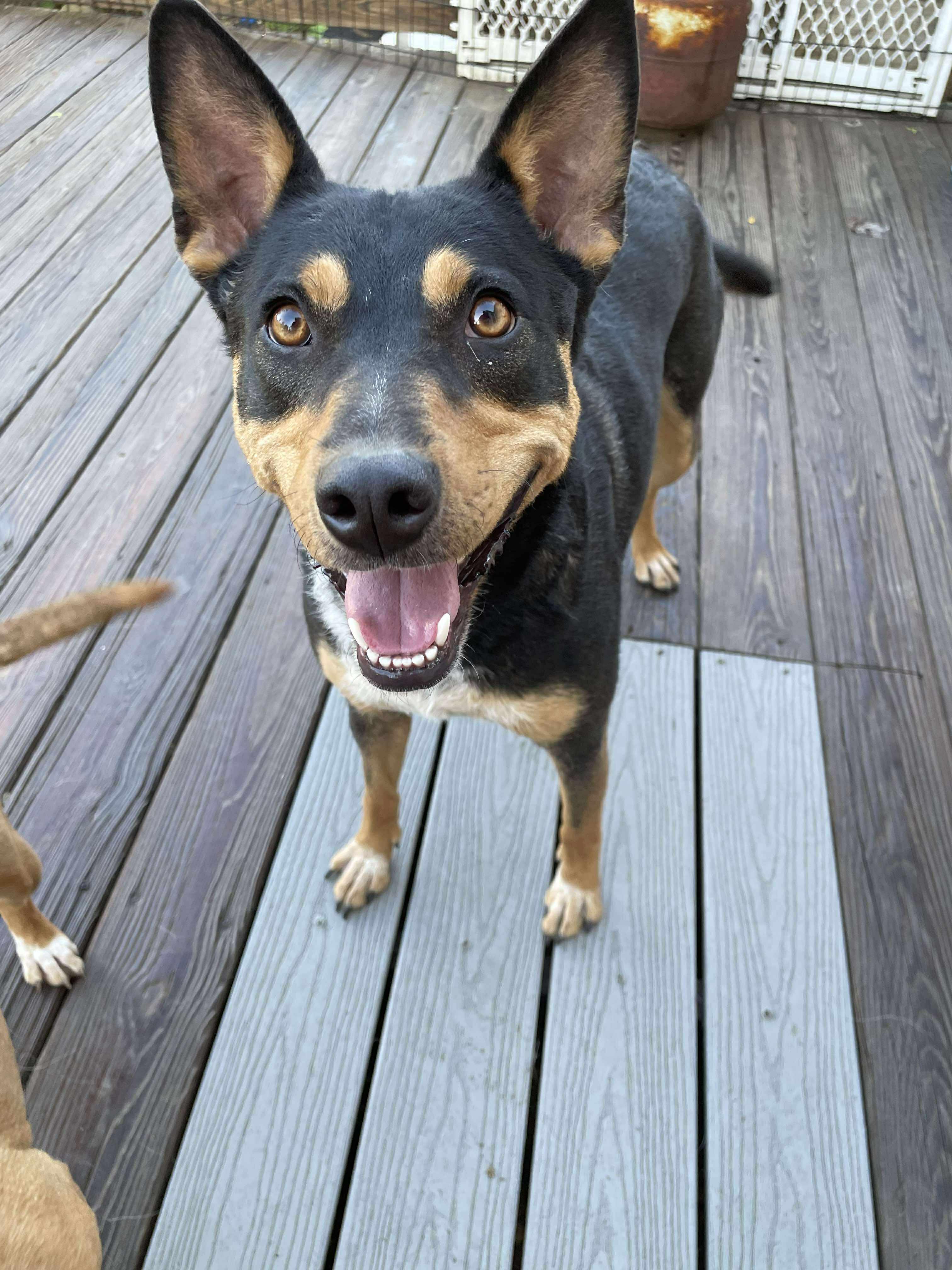 Enlarge Maya, a Adoptable mixed breed in New Rochelle, NY image 2/6