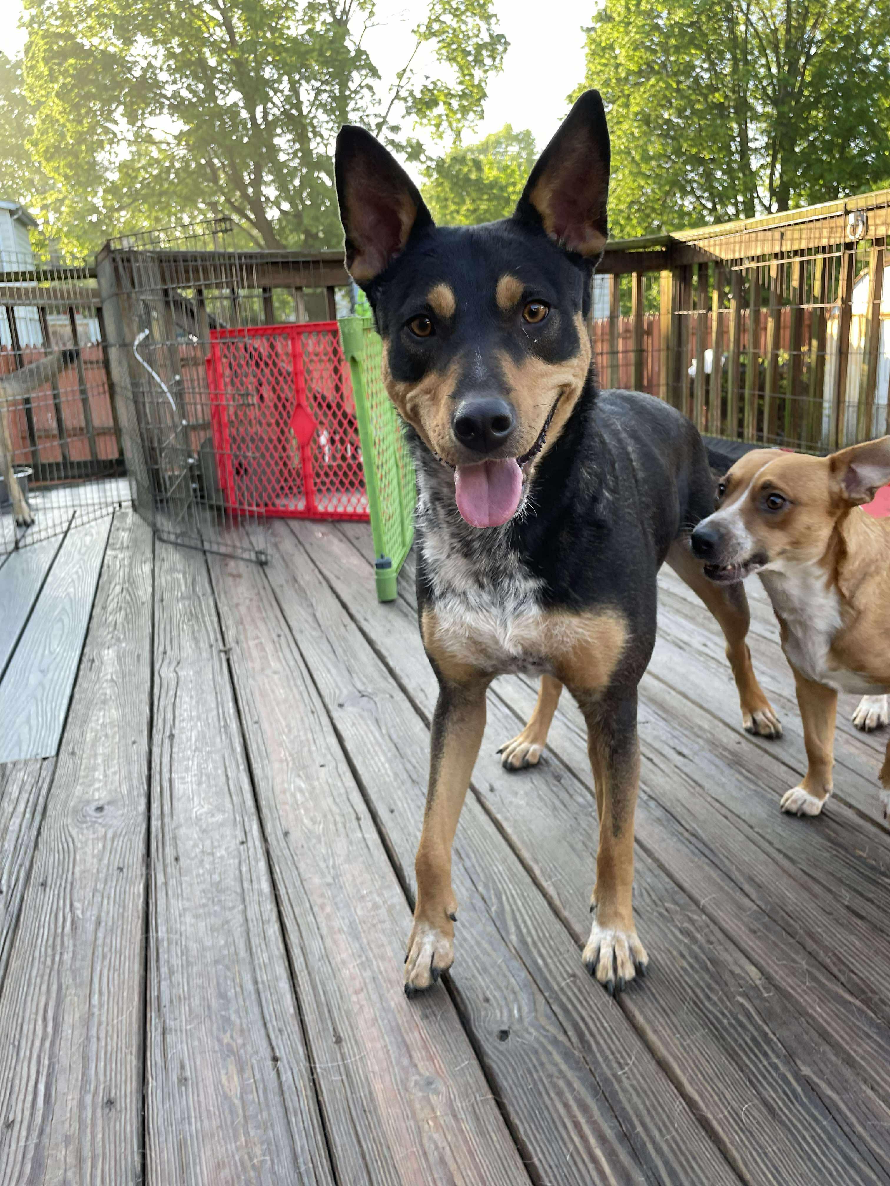 Enlarge Maya, a Adoptable mixed breed in New Rochelle, NY image 3/6