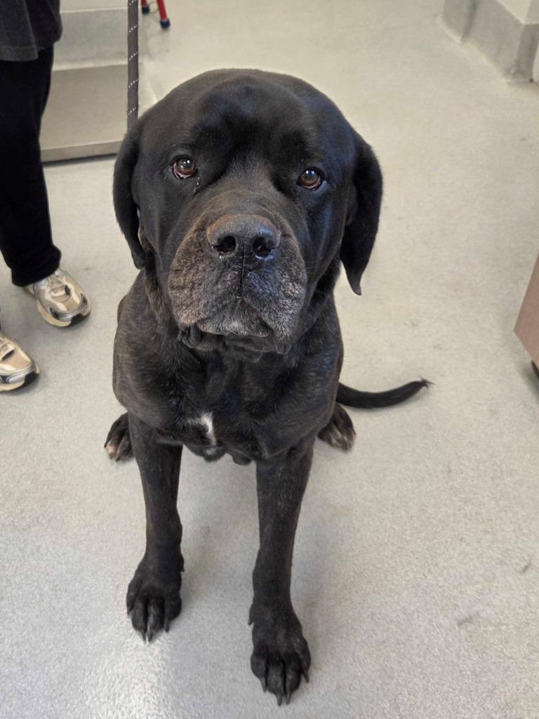 Atom, Adopted, Adult Male Mastiff.