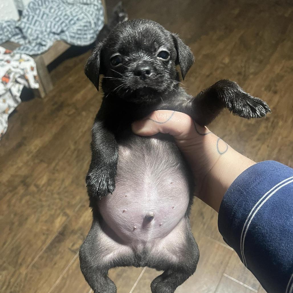 Enlarge Belly Button, a Adoptable mixed breed in Waco, TX image 1/2