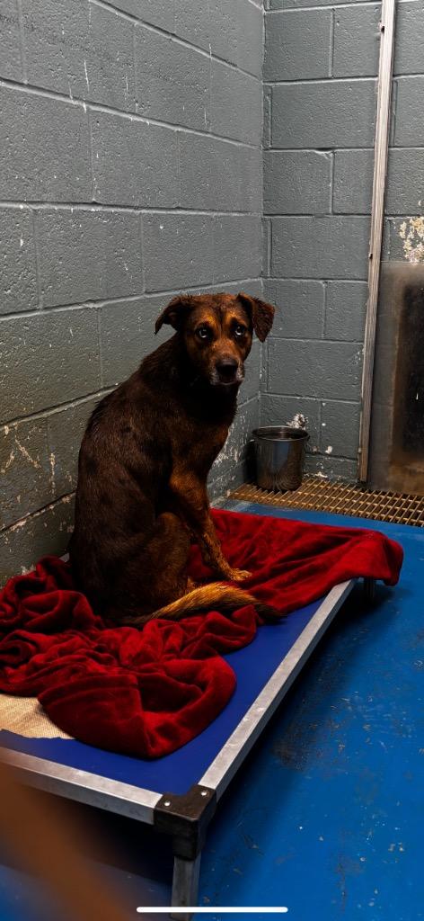 Enlarge Max, a Adoptable Mixed Breed in Danielsville, GA image 1/5