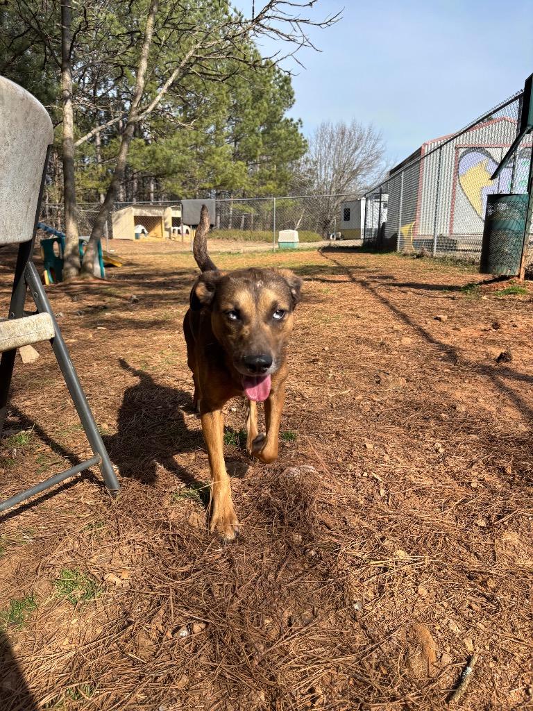 Enlarge Max, a Adoptable Mixed Breed in Danielsville, GA image 2/5