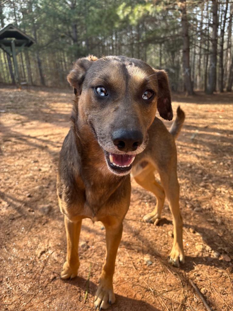 Enlarge Max, a Adoptable Mixed Breed in Danielsville, GA image 3/5