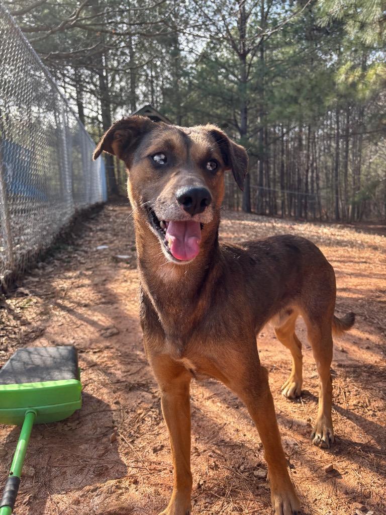 Enlarge Max, a Adoptable Mixed Breed in Danielsville, GA image 4/5