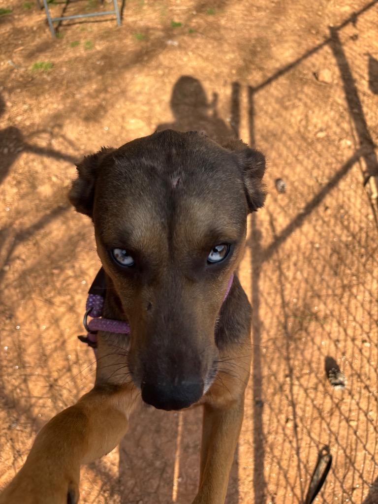 Enlarge Max, a Adoptable Mixed Breed in Danielsville, GA image 5/5