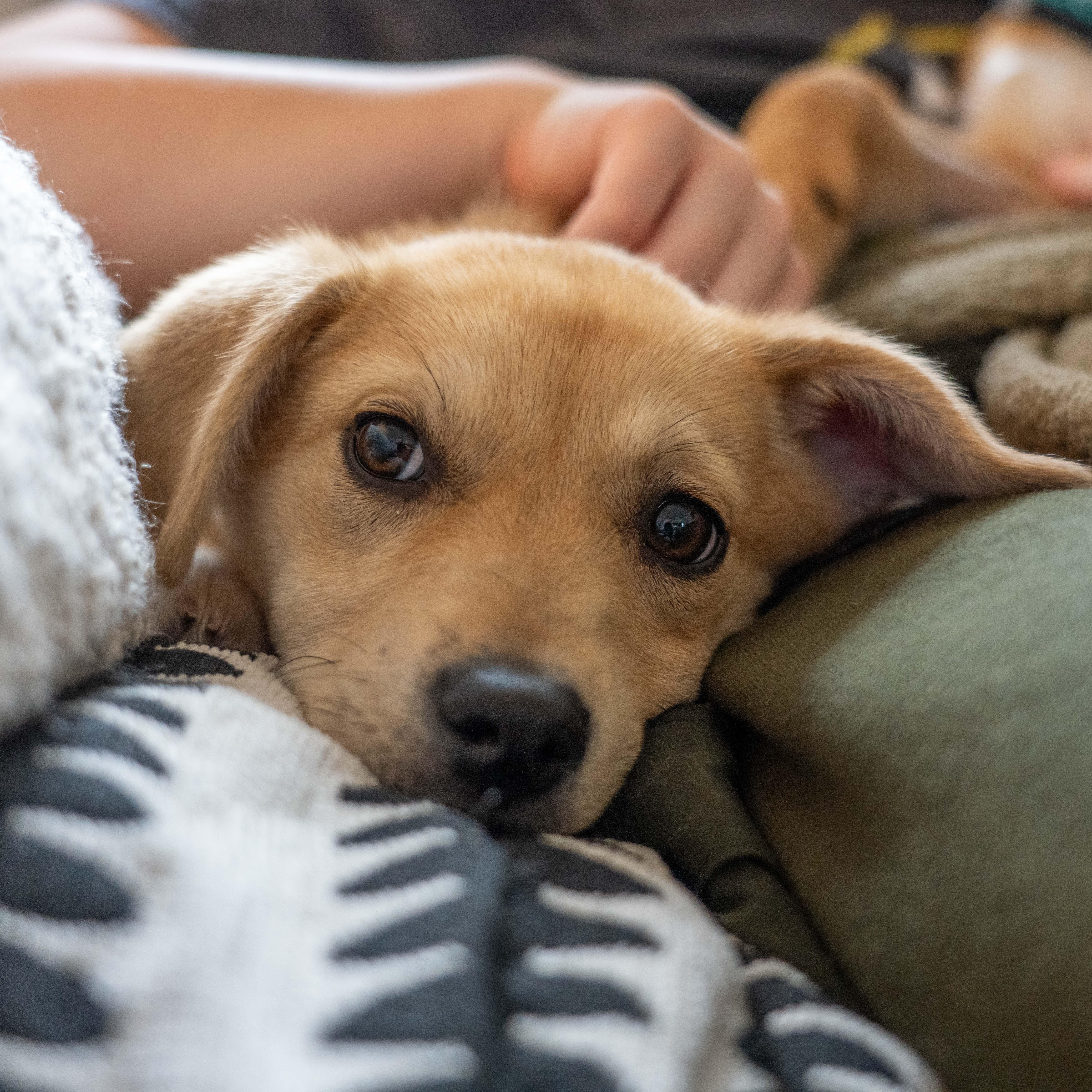 Enlarge Sunny, an adopted mixed breed in Portland, OR image 2/6