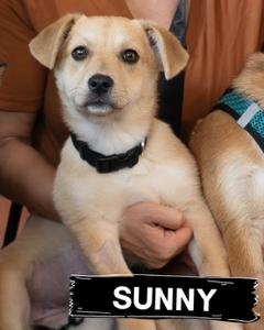Enlarge Sunny, an adopted mixed breed in Portland, OR image 1/6