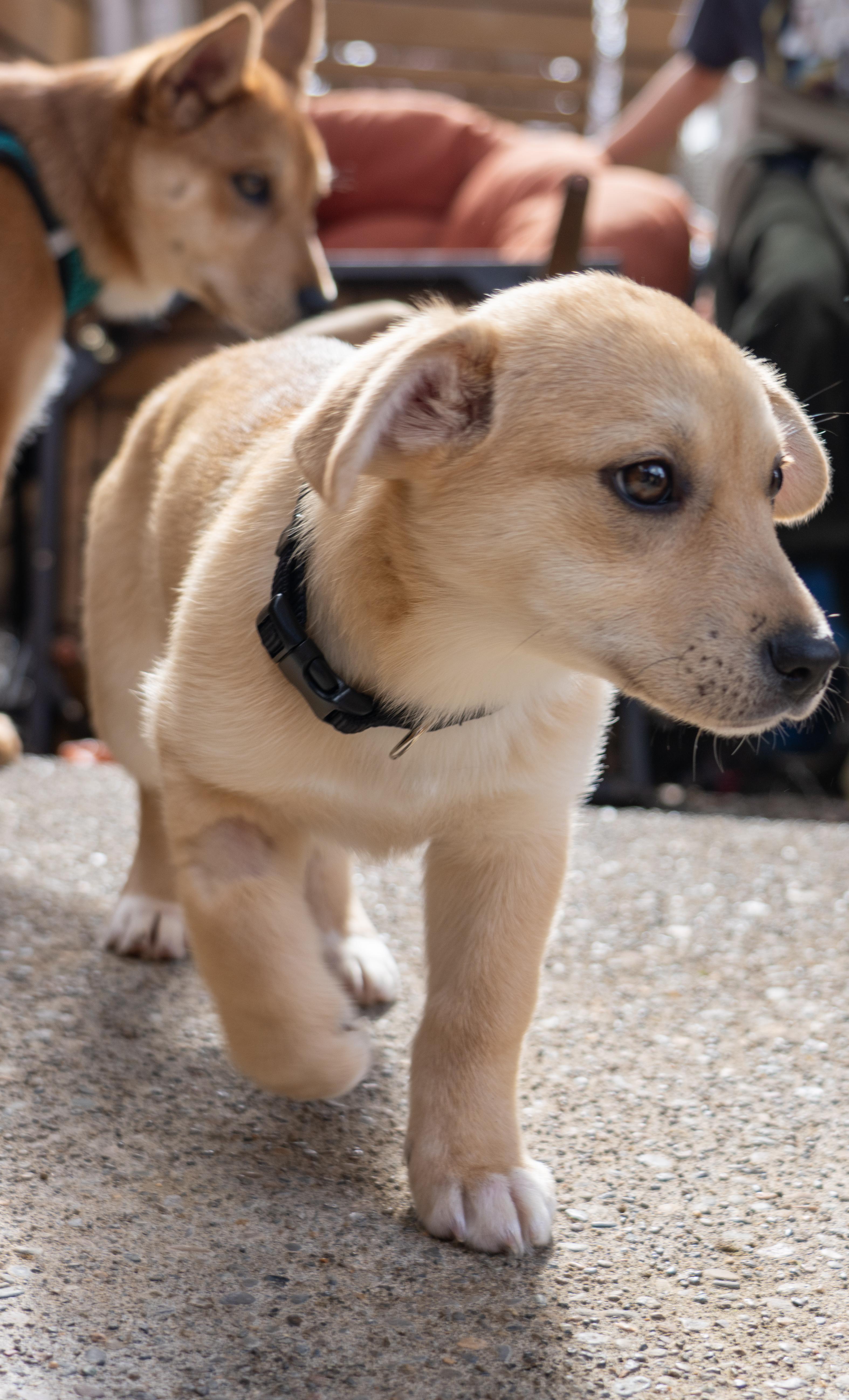 Enlarge Sunny, an adopted mixed breed in Portland, OR image 5/6