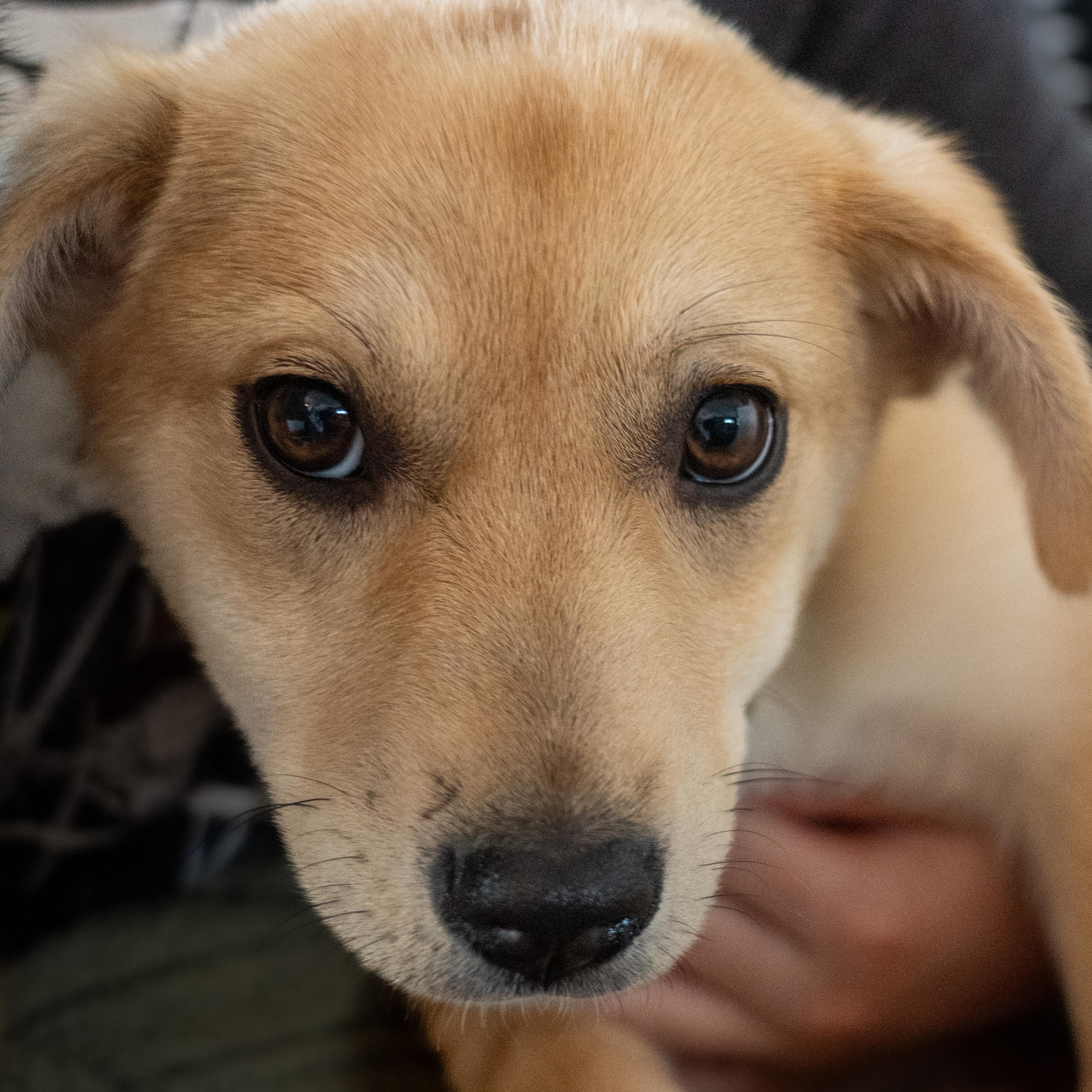 Enlarge Sunny, an adopted mixed breed in Portland, OR image 4/6