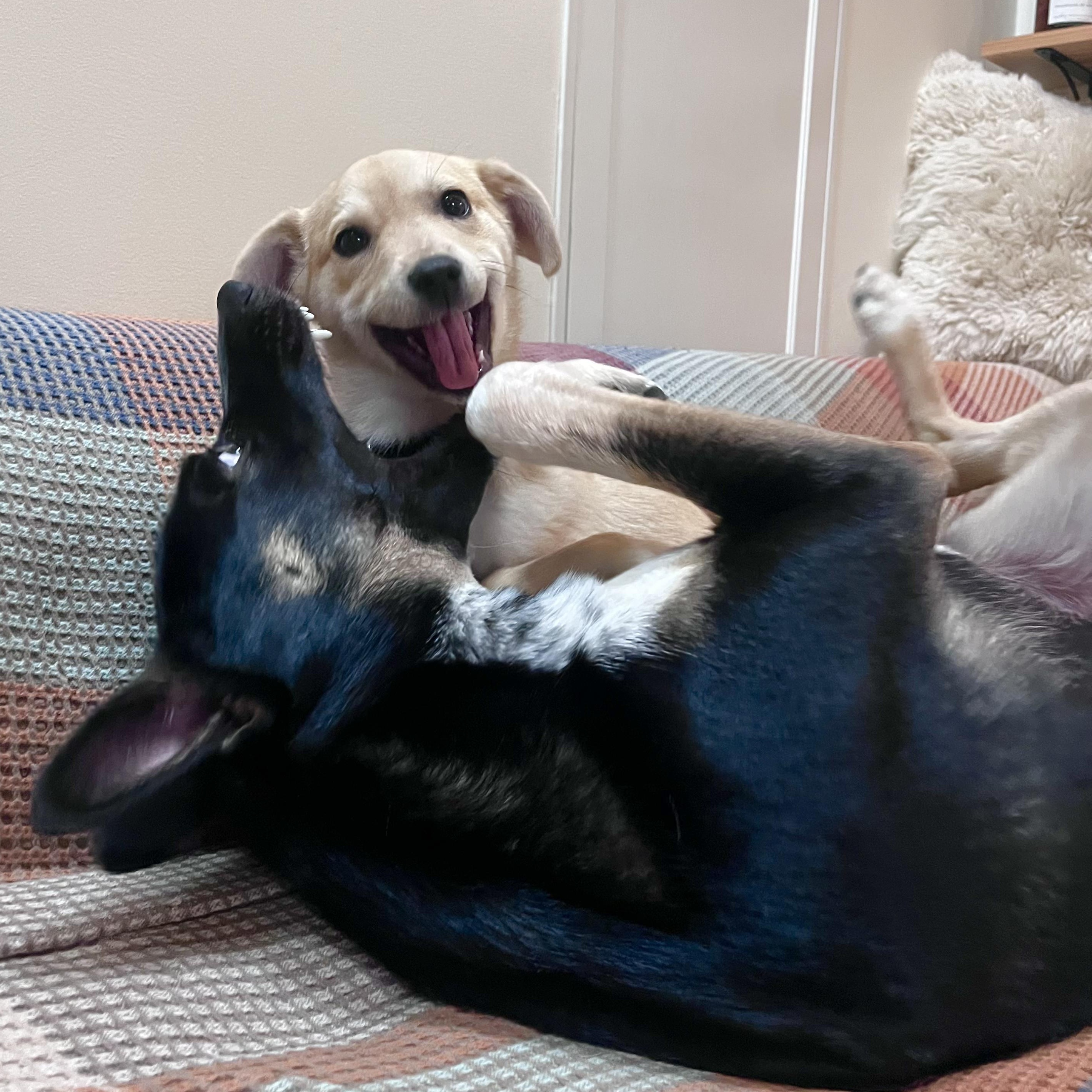 Enlarge Sunny, an adopted mixed breed in Portland, OR image 3/6