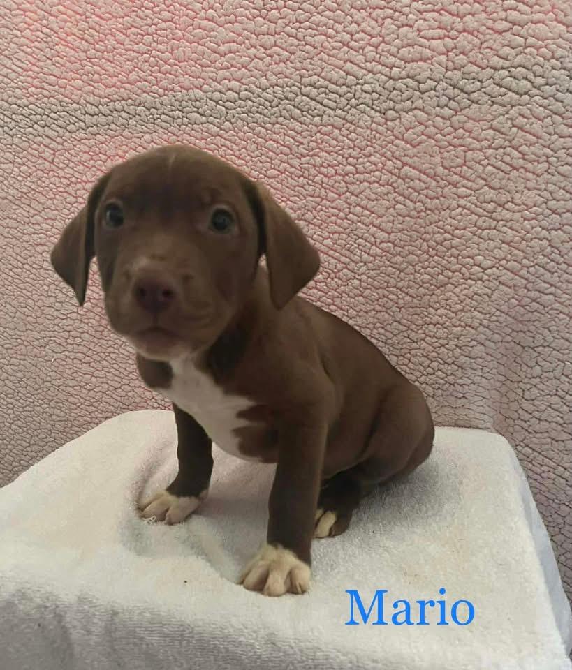 Mario, ADOPTABLE, Puppy Male Mixed Breed.