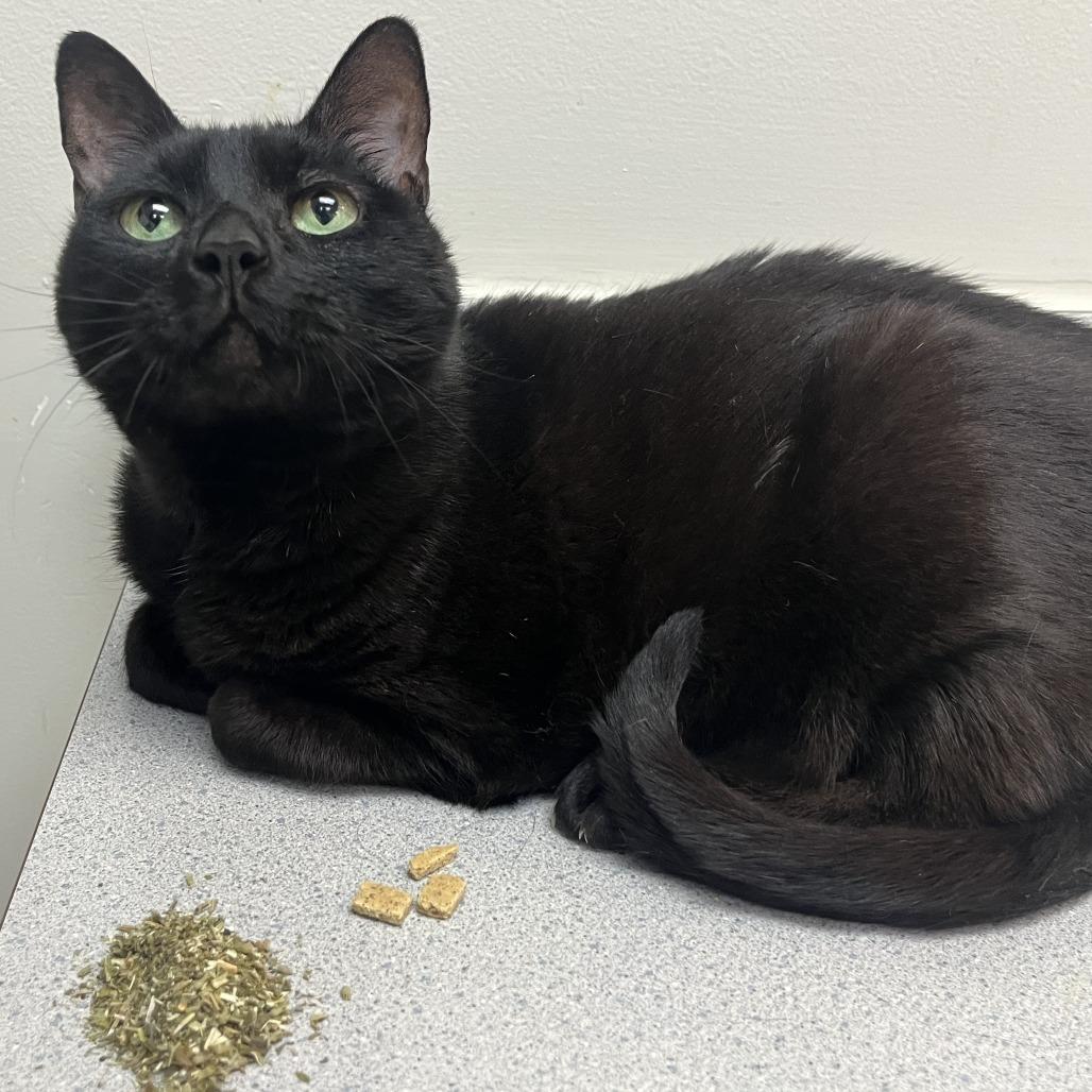 Cleopatra, Adoptable, Senior Female Domestic Short Hair.