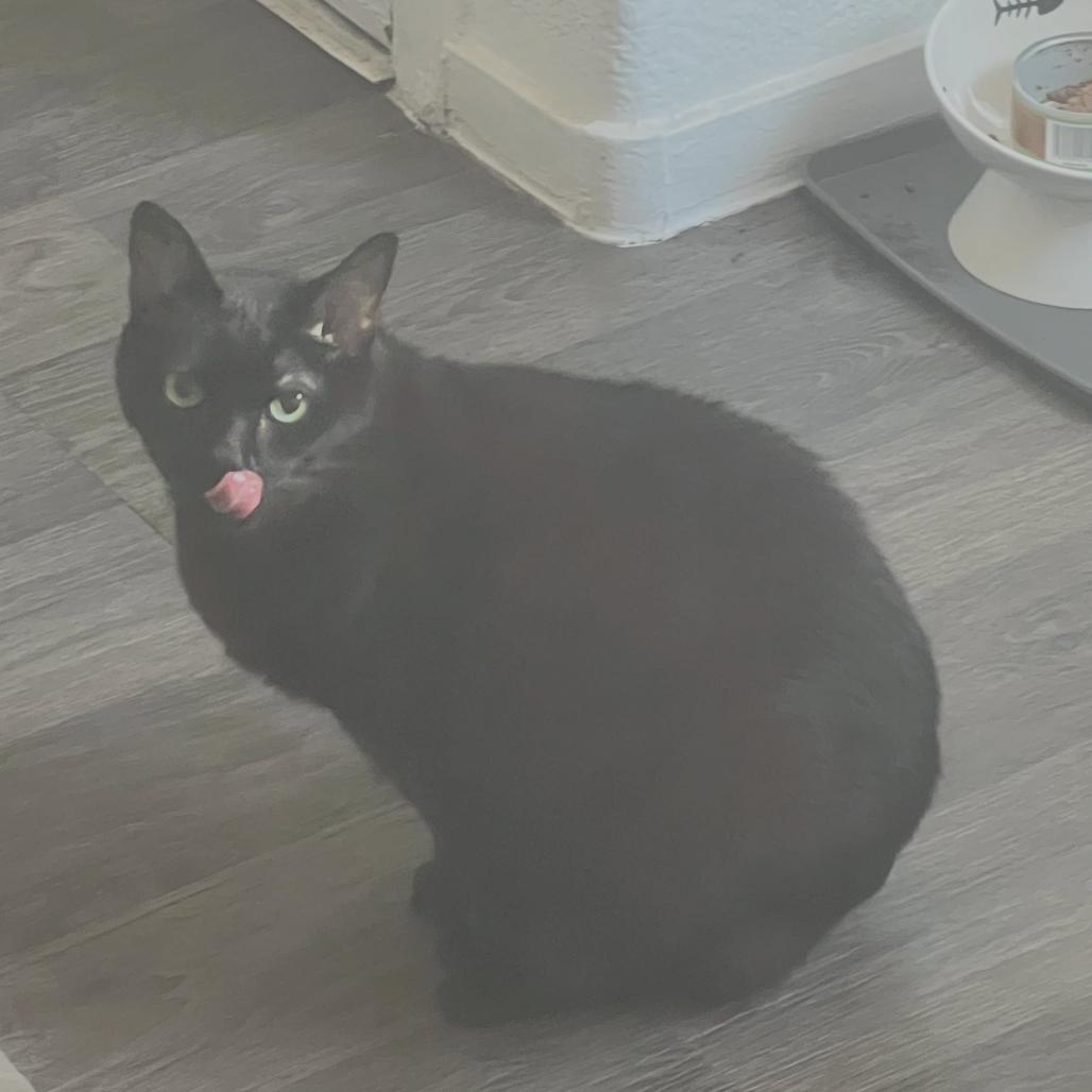 Cleopatra, Adoptable, Senior Female Domestic Short Hair.