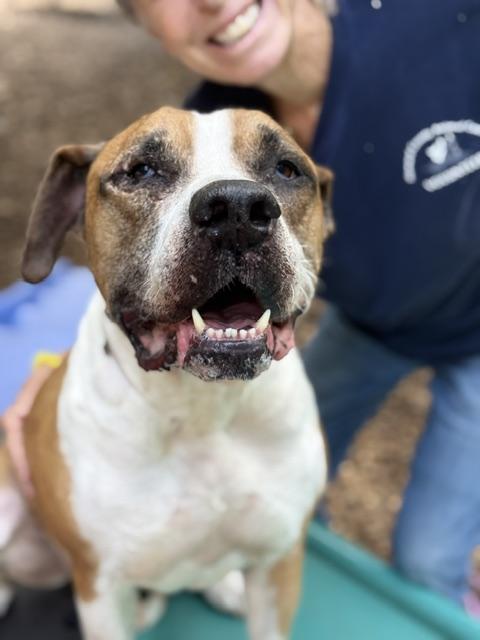 Bud- 52920, a ADOPTABLE mixed breed in Columbia, MD image 5/6
