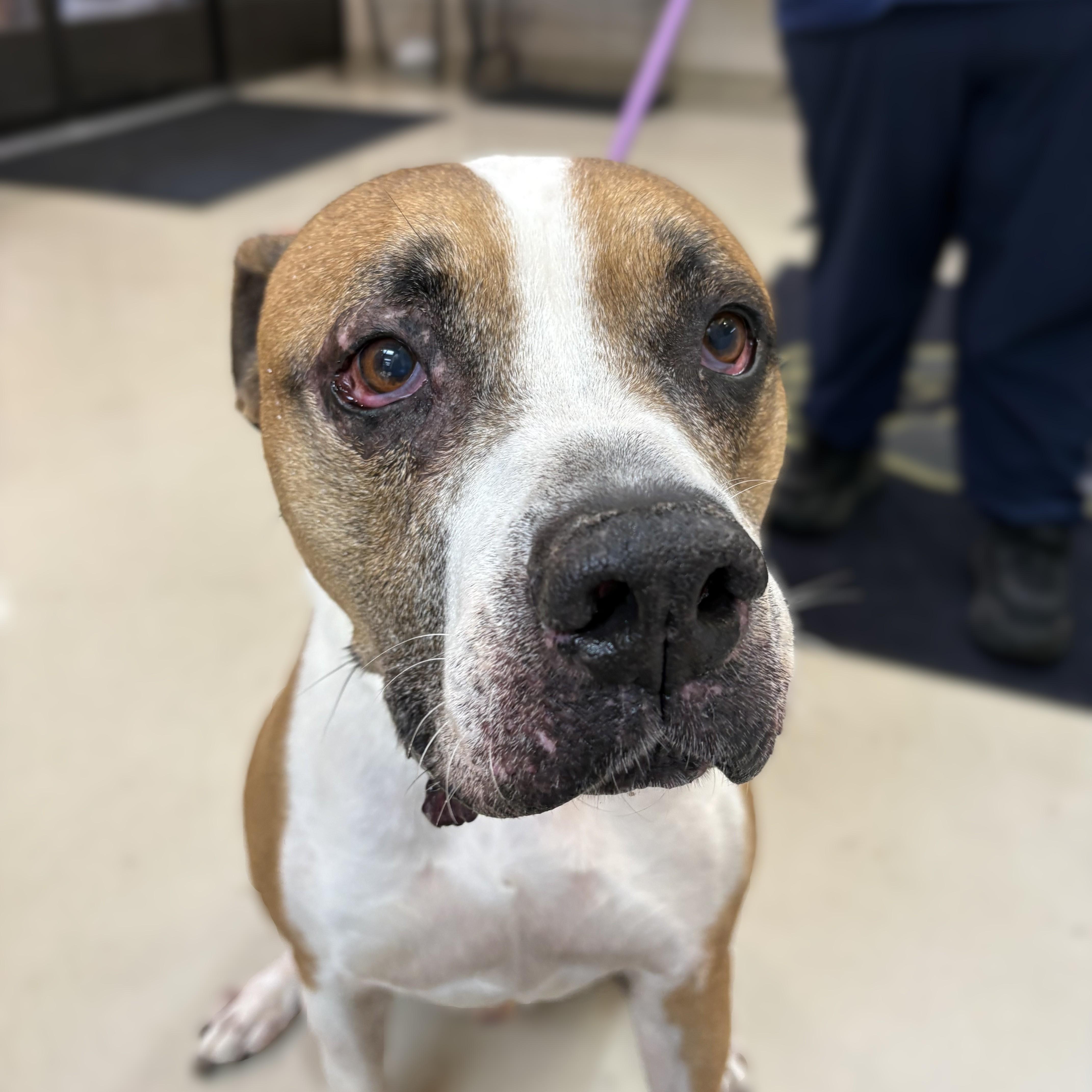 Enlarge Bud- 52920, a ADOPTABLE mixed breed in Columbia, MD image 2/3