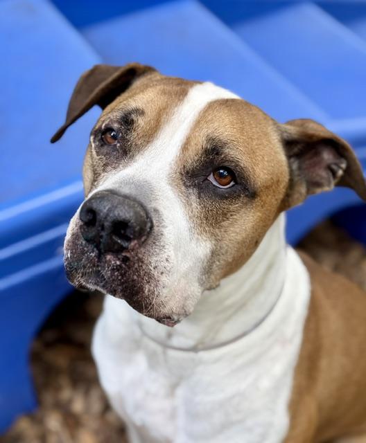 Bud- 52920, a ADOPTABLE mixed breed in Columbia, MD image 1/6