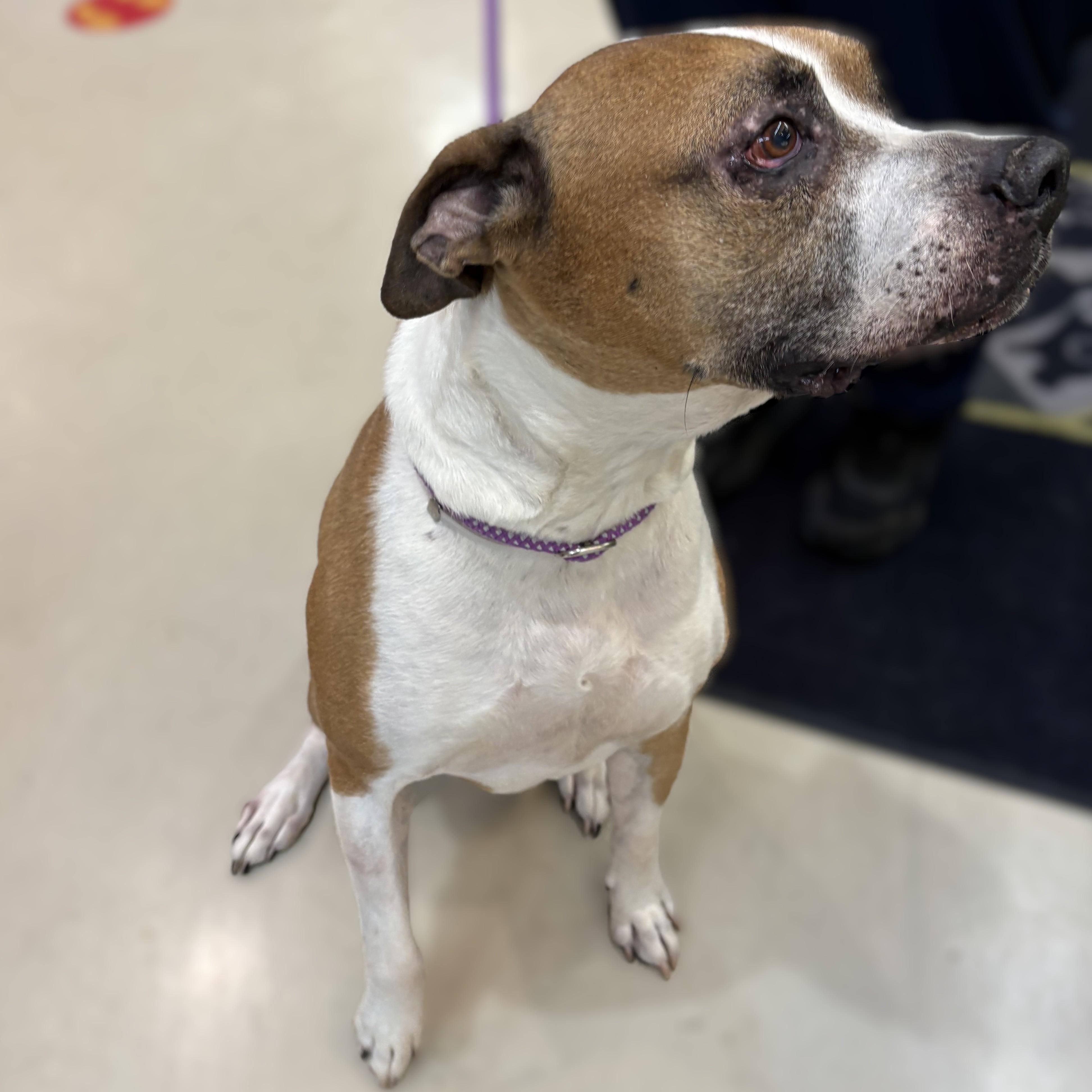 Enlarge Bud- 52920, a ADOPTABLE mixed breed in Columbia, MD image 3/3