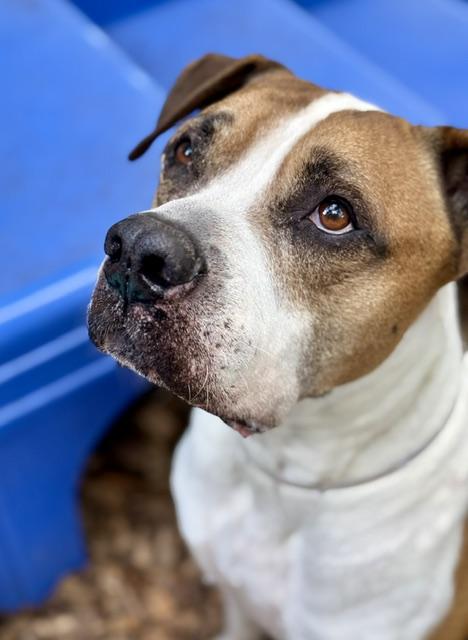 Bud- 52920, a ADOPTABLE mixed breed in Columbia, MD image 6/6