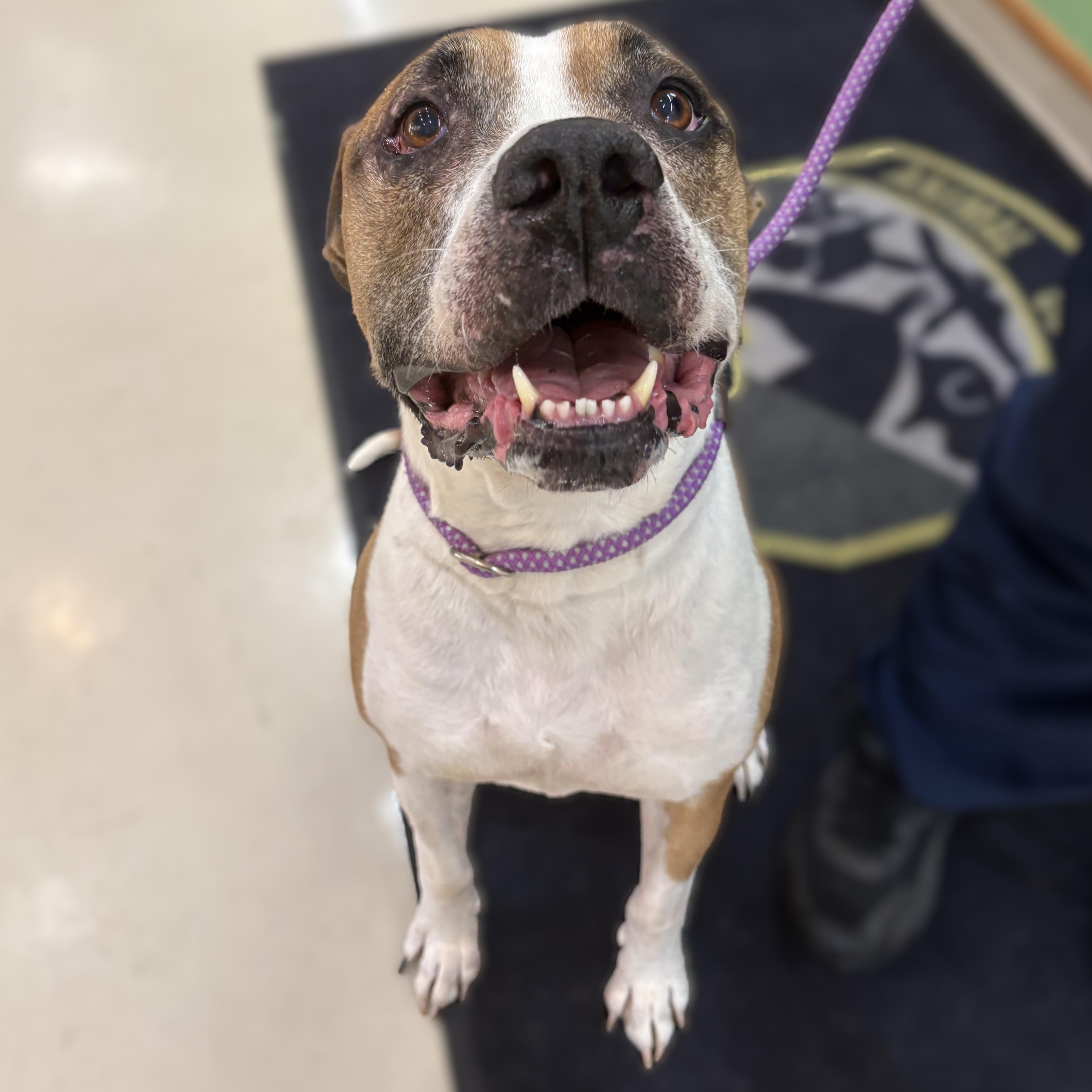 Enlarge Bud- 52920, a ADOPTABLE mixed breed in Columbia, MD image 1/3