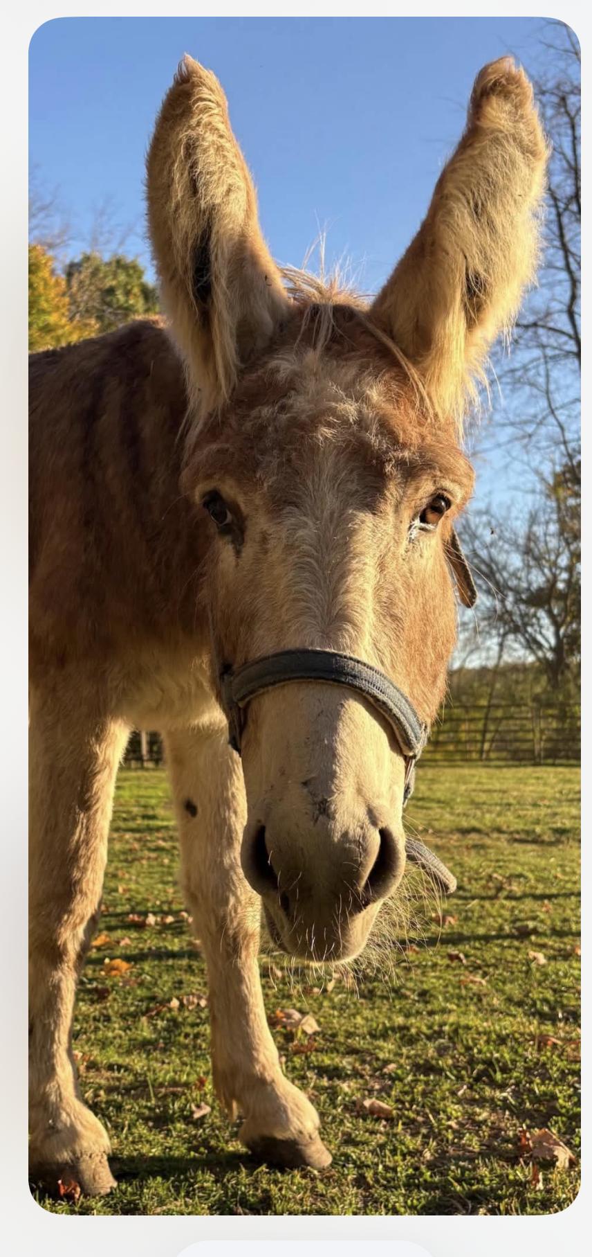 Enlarge Thistle & Barnaby, a Adoptable Donkey in Wadsworth, OH image 3/3
