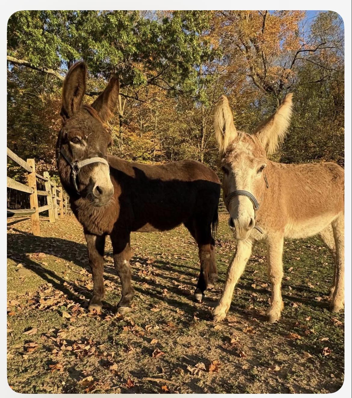 Enlarge Thistle & Barnaby, a Adoptable Donkey in Wadsworth, OH image 1/3