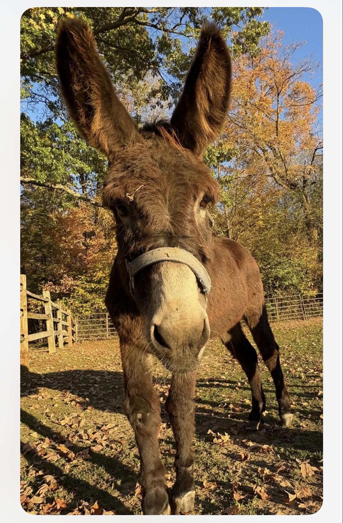 Enlarge Thistle & Barnaby, a Adoptable Donkey in Wadsworth, OH image 2/3