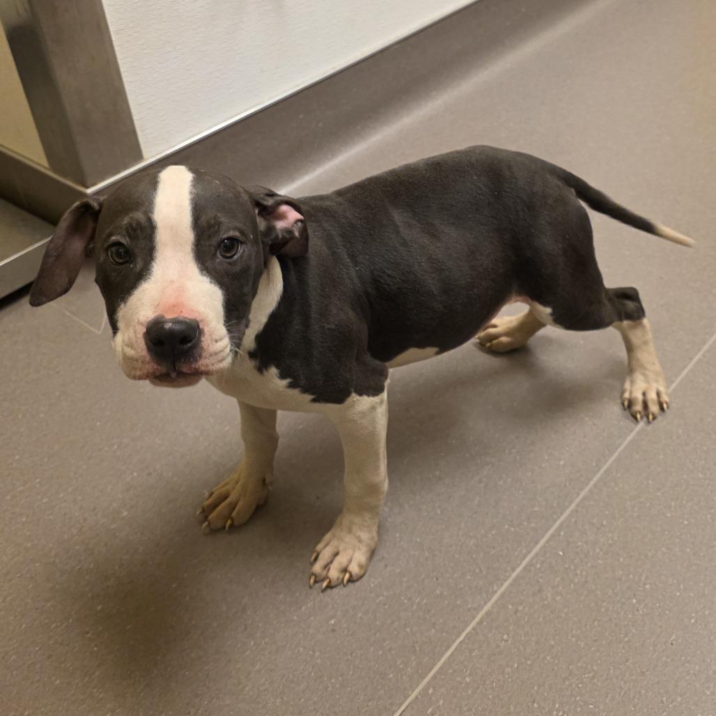 Stills, Adoptable, Puppy Male Pit Bull Terrier.