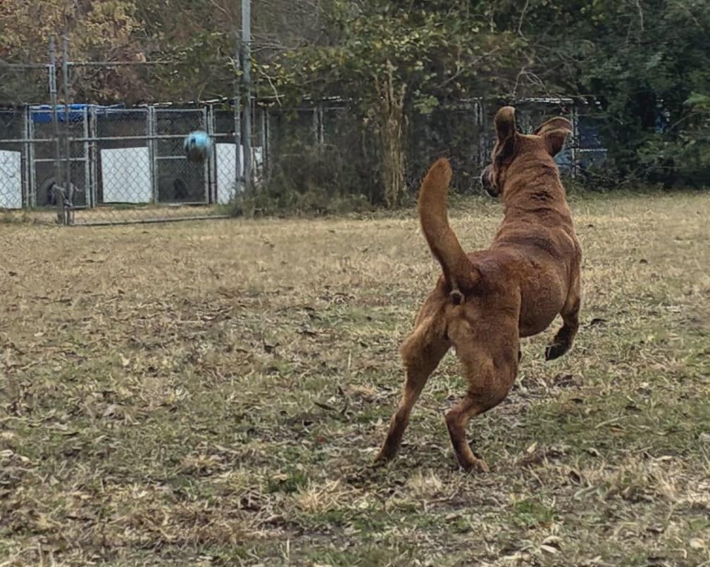 Cinnamon thumbnail 4