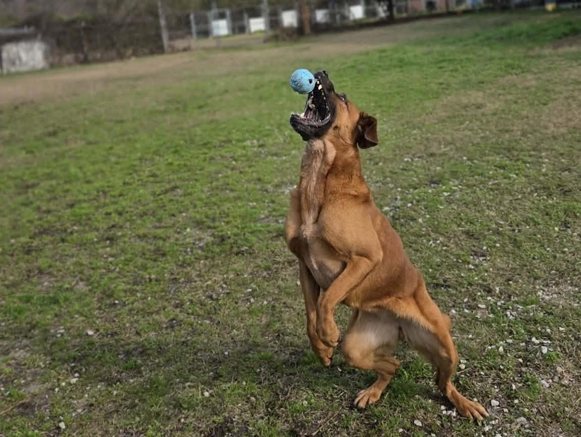 Cinnamon thumbnail 5