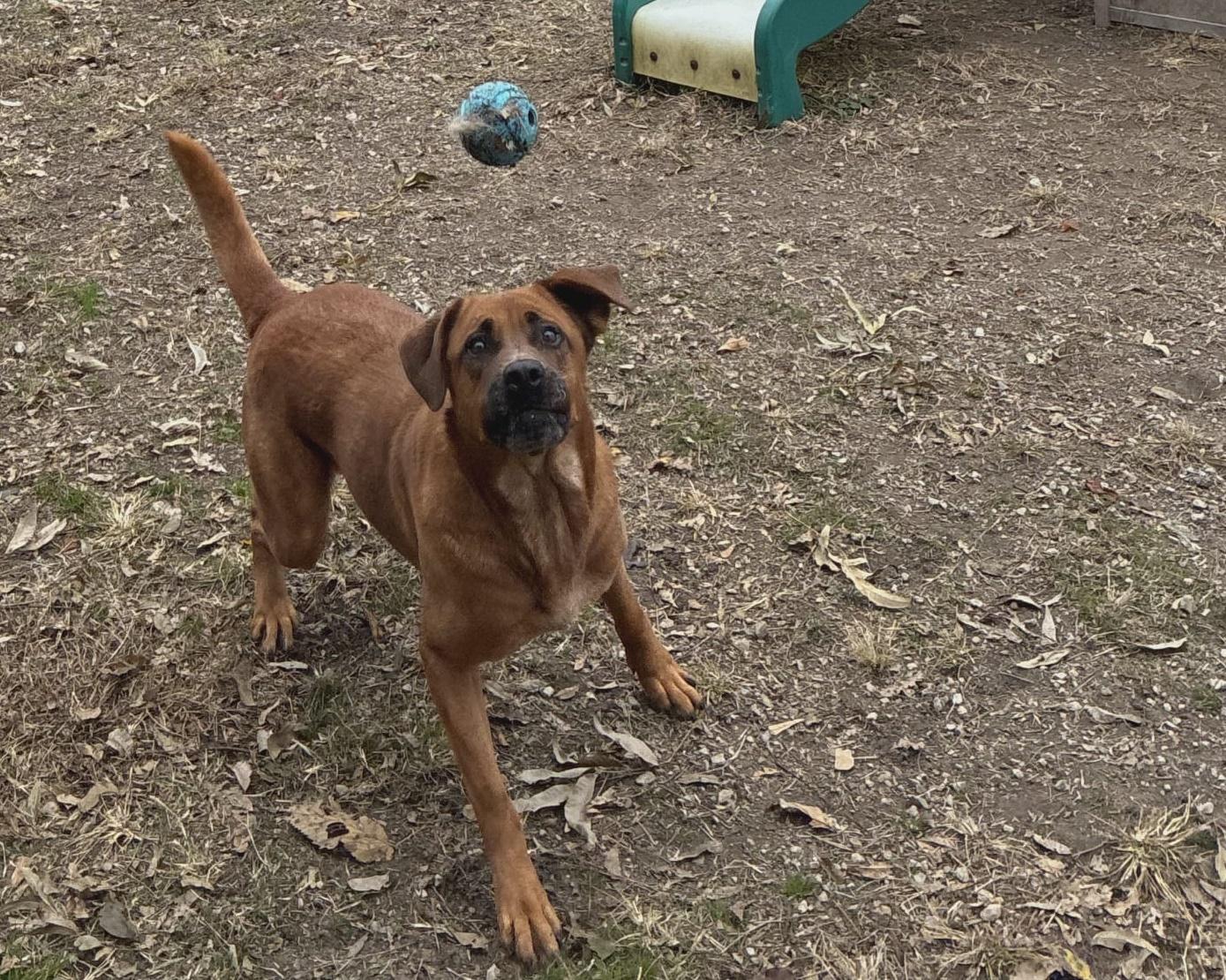 Cinnamon thumbnail 6