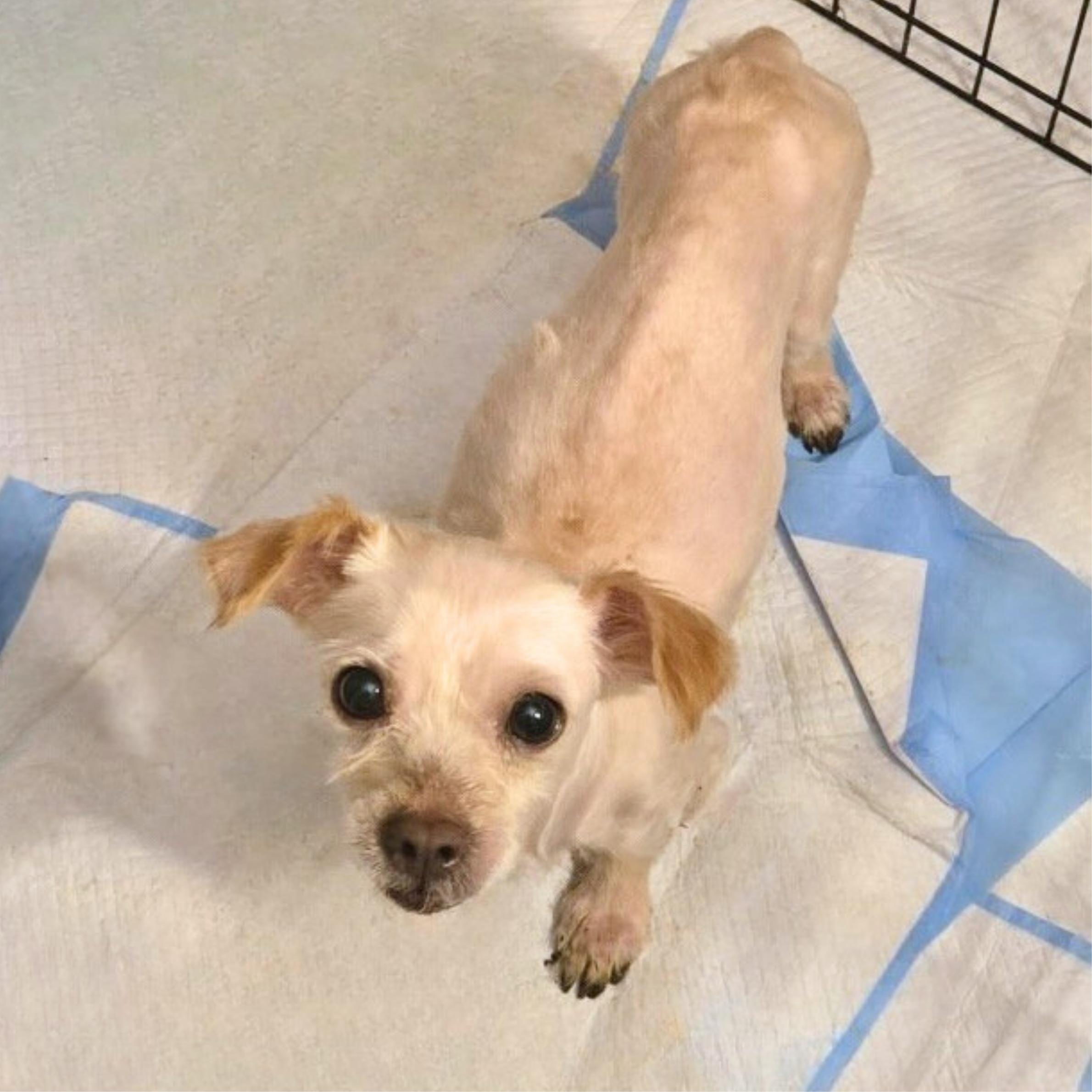 Enlarge Boy With Luv, a Adopted mixed breed in Short Hills, NJ image 3/5