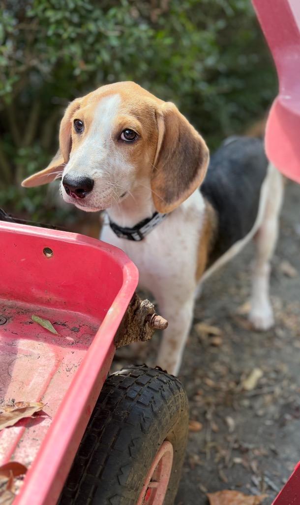 Enlarge Sully, a Adoptable mixed breed in Princeton, MA image 1/6