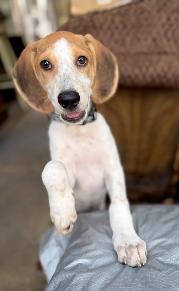 Enlarge Sully, a Adoptable mixed breed in Princeton, MA image 2/6