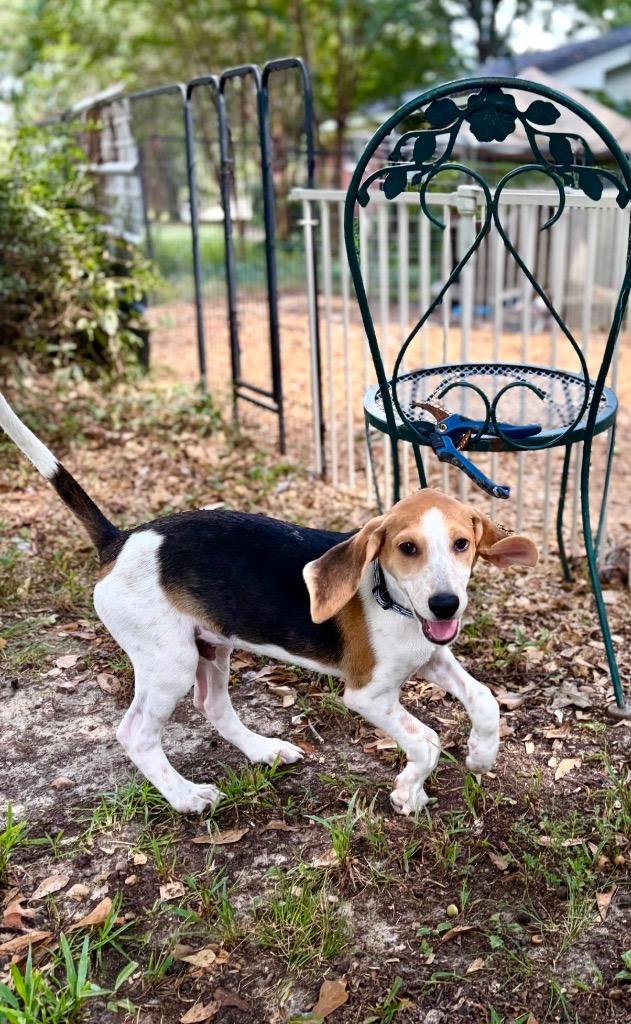 Enlarge Sully, a Adoptable mixed breed in Princeton, MA image 5/6