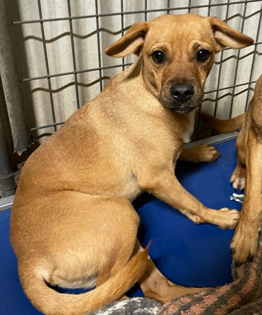 Enlarge Chestnut, a Adoptable mixed breed in Polson, MT image 1/2