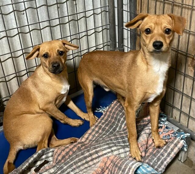 Enlarge Chestnut, a Adoptable mixed breed in Polson, MT image 2/2