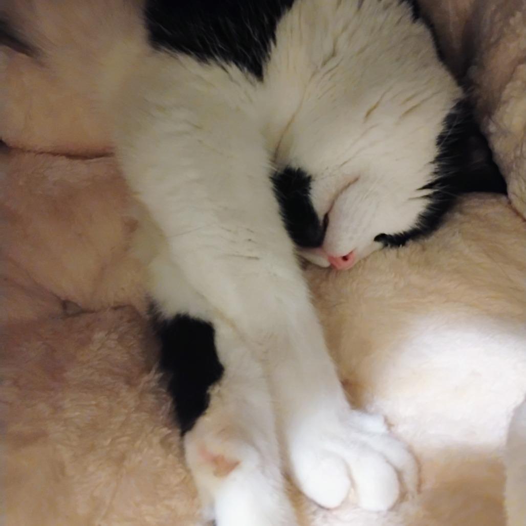 Murphy, a Adoptable Domestic Medium Hair in Santa Barbara, CA image 3/4