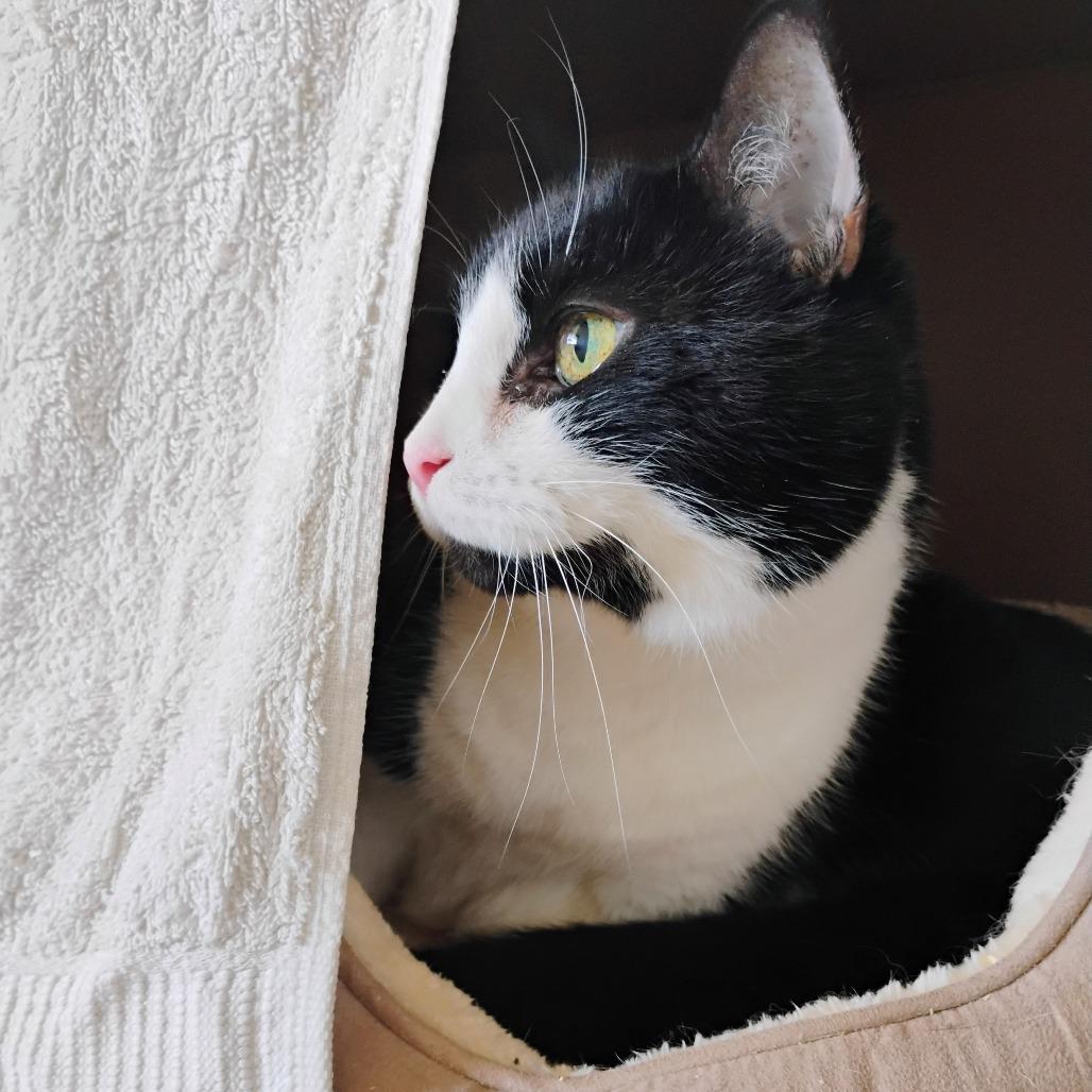 Murphy, a Adoptable Domestic Medium Hair in Santa Barbara, CA image 4/4