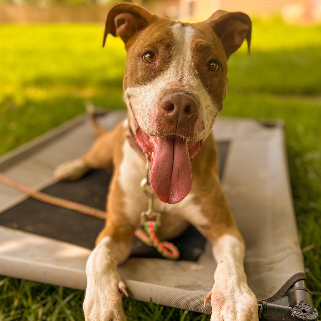 Parsnip, Adoptable, Adult Female Mixed Breed.