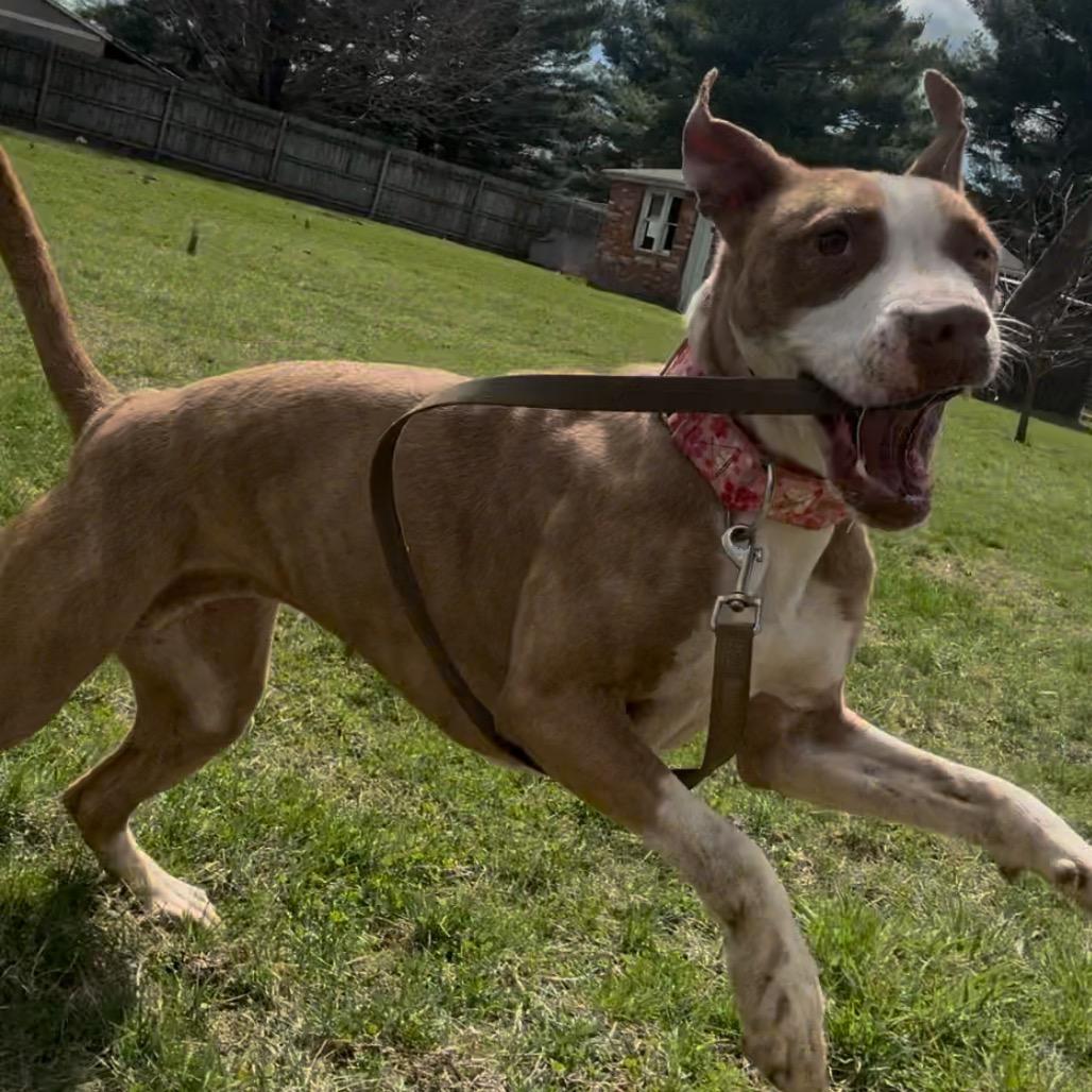 Enlarge Parsnip, a Adoptable Mixed Breed in Springboro, OH image 2/6