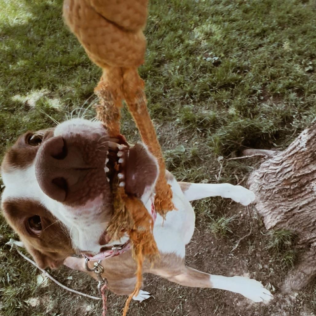Enlarge Parsnip, a Adoptable Mixed Breed in Springboro, OH image 3/6