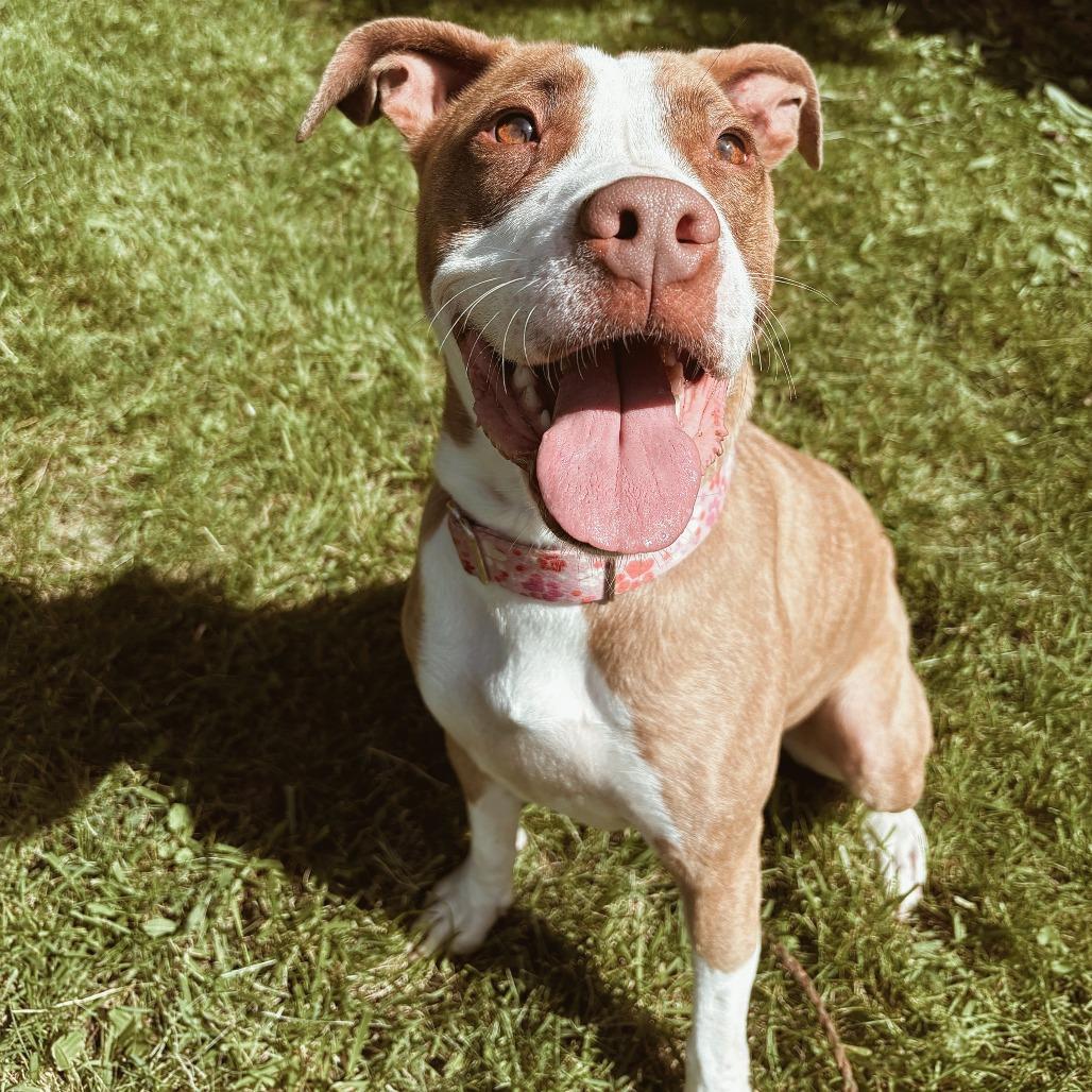 Enlarge Parsnip, a Adoptable Mixed Breed in Springboro, OH image 6/6